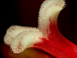 Amaryllis (hippeastrum reginae), Narbe